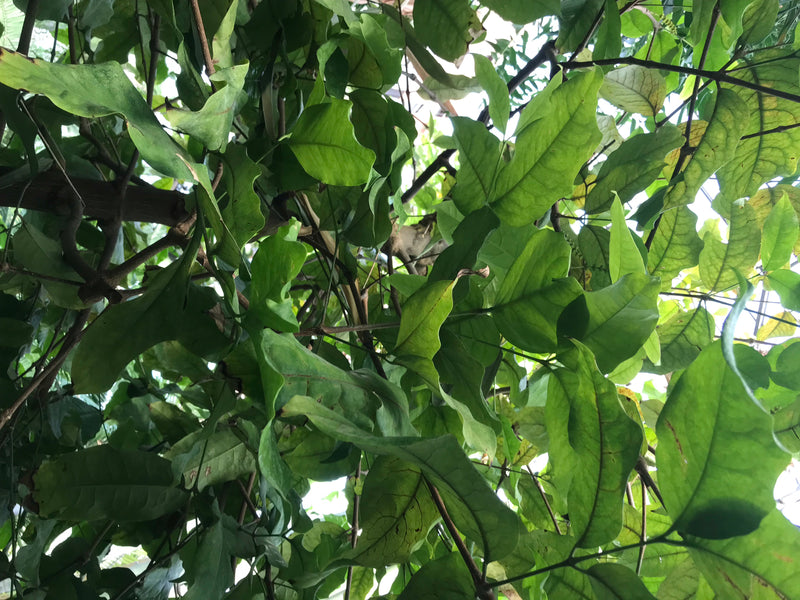 Gnetum-Baum — foto 2 di 2
