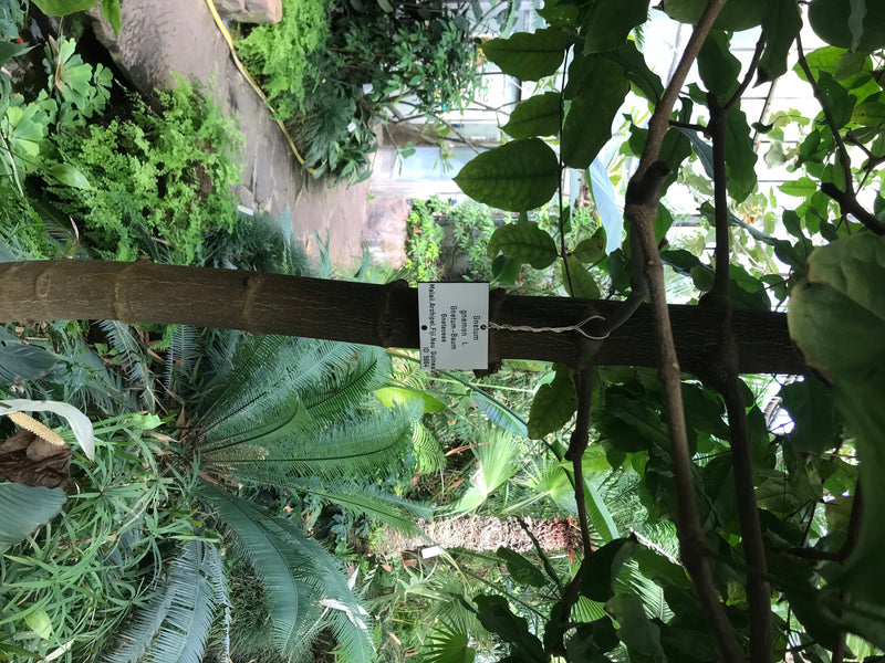 Gnetum-Baum — foto 1 di 2