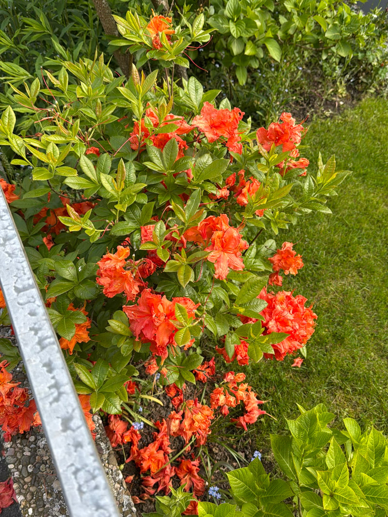 Azalea d'oro — Bild 2