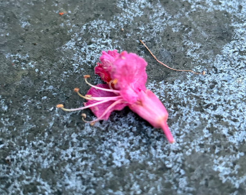 Azalea d'oro — Bild 1
