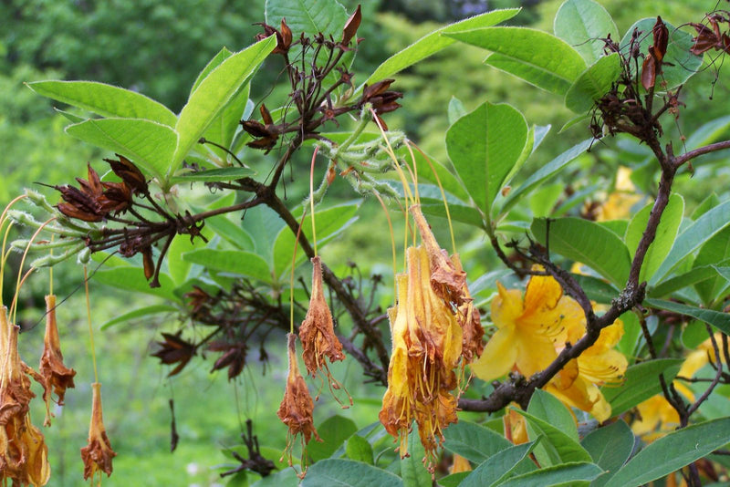 Si vede un ramo di azalee gialle con foglie verdi, fiori gialli e infiorescenze appassite con capsule di semi.