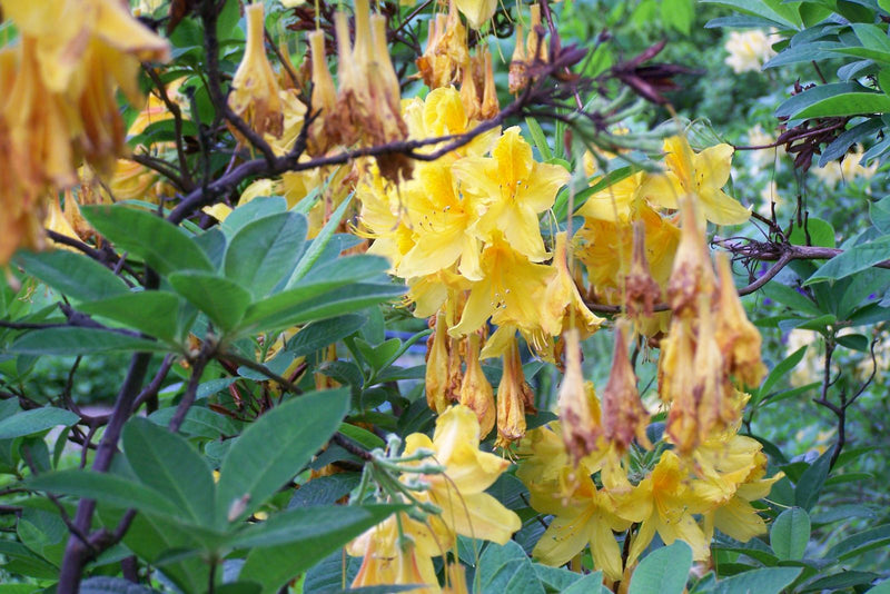 È visibile un arbusto di azalea gialla con fiori giallo vivo e foglie verdi. Alcuni fiori stanno già sfiorendo.