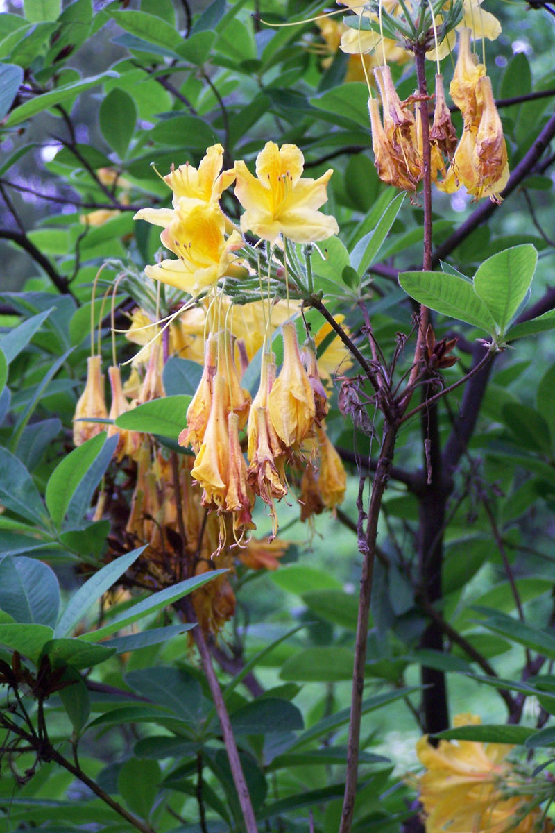 Si vede l'azalea gialla con fiori giallo vivo e foglie verdi su un ramo. Lo scatto mostra la pianta nel suo ambiente naturale.