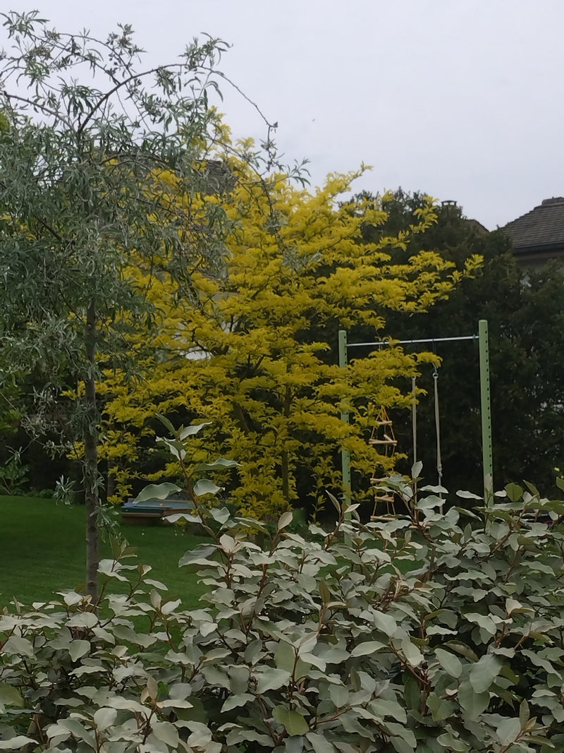Cursore d'oro — Bild 1