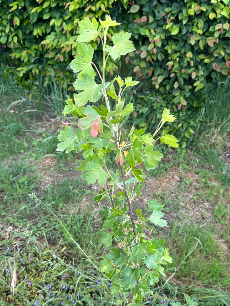 Ribes d'oro — Bild 1