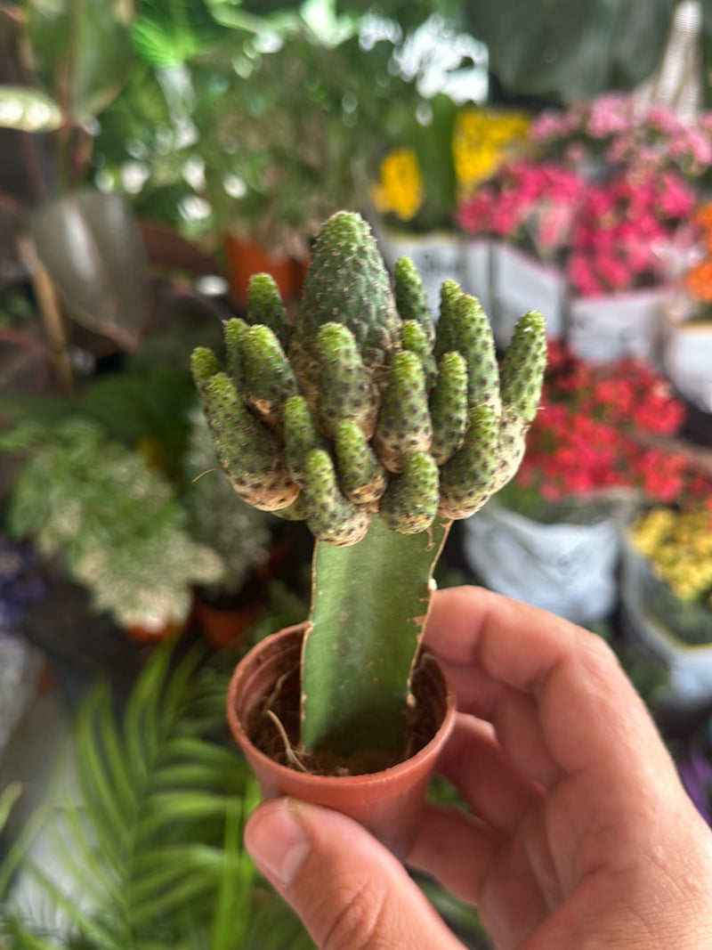 Cactus spinoso d'oro — Bild 3