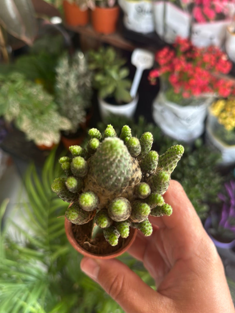 Cactus spinoso d'oro — Bild 4