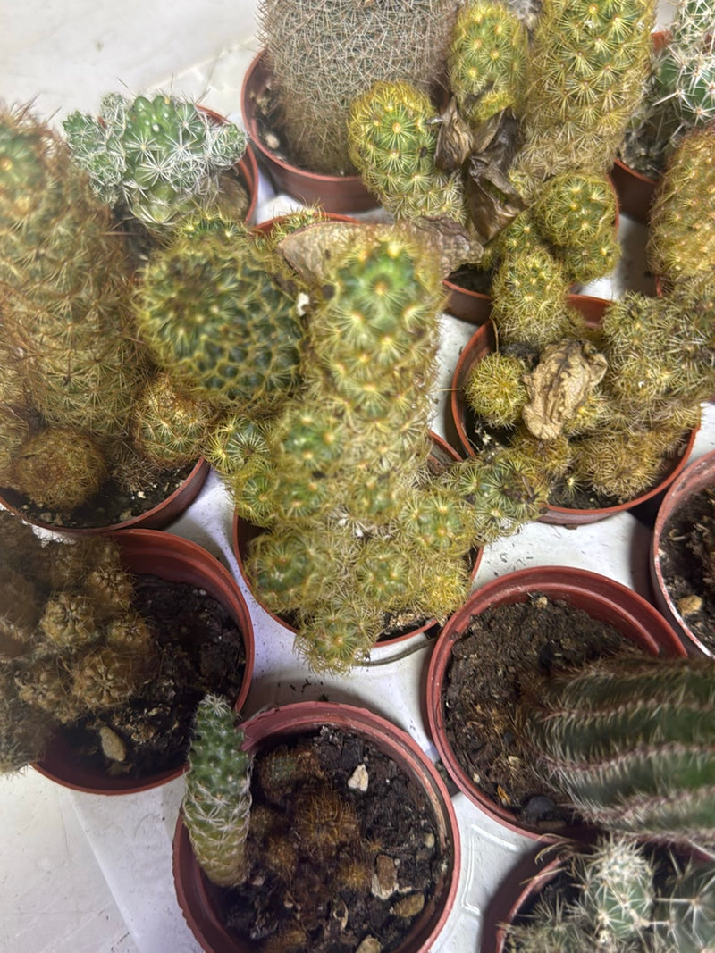Cactus spinoso d'oro — Bild 1