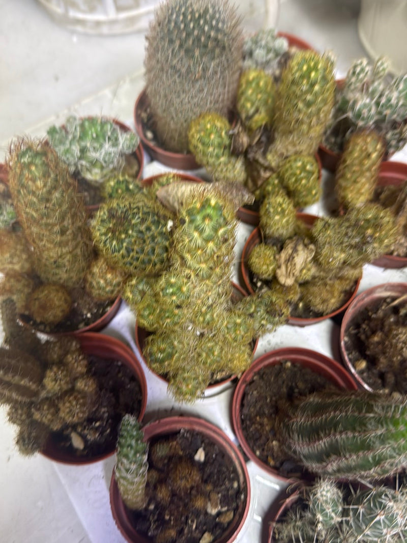 Cactus spinoso d'oro — Bild 2