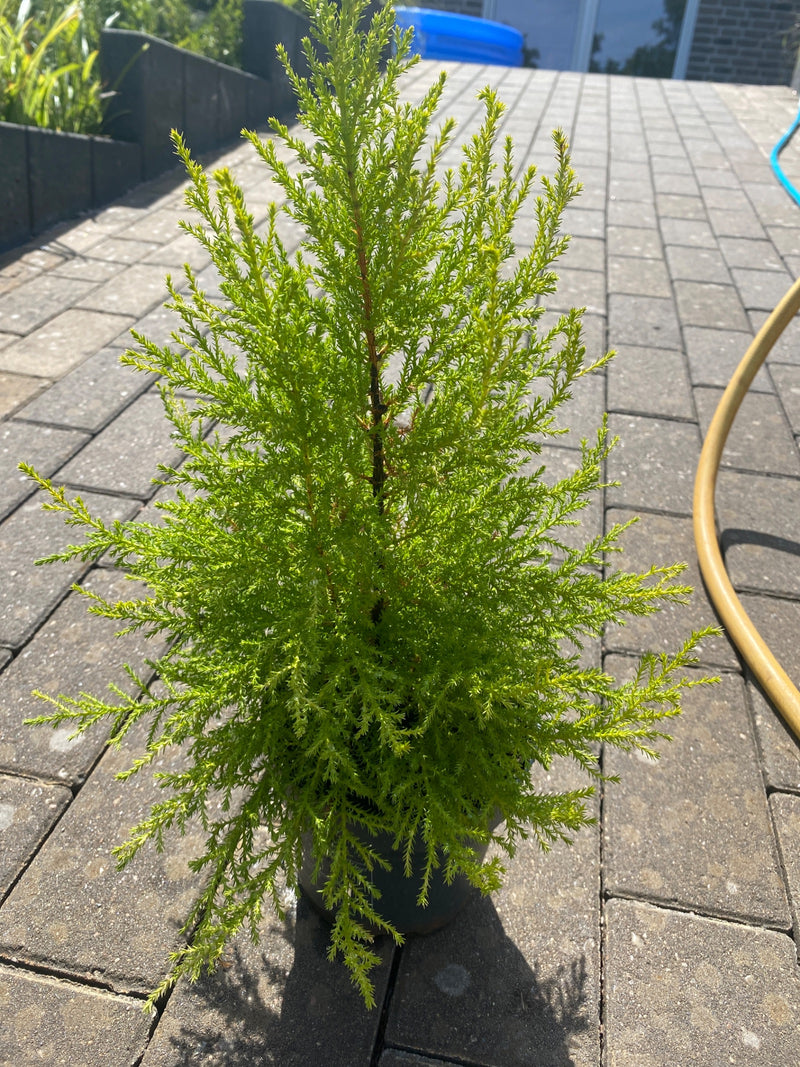 Cipresso dorato — Bild 1