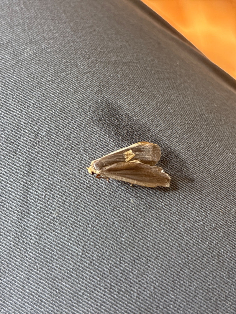 Falena maculata d'oro — Bild 1