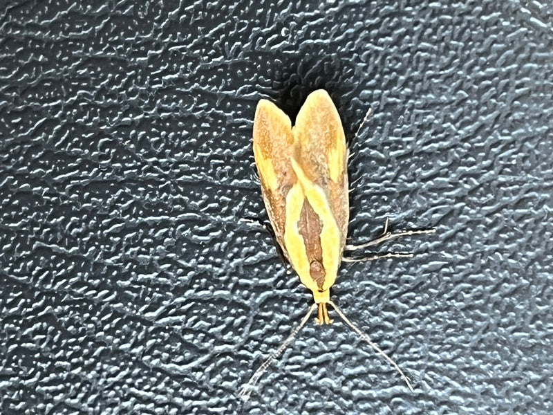 Falena maculata d'oro — foto 1 di 2