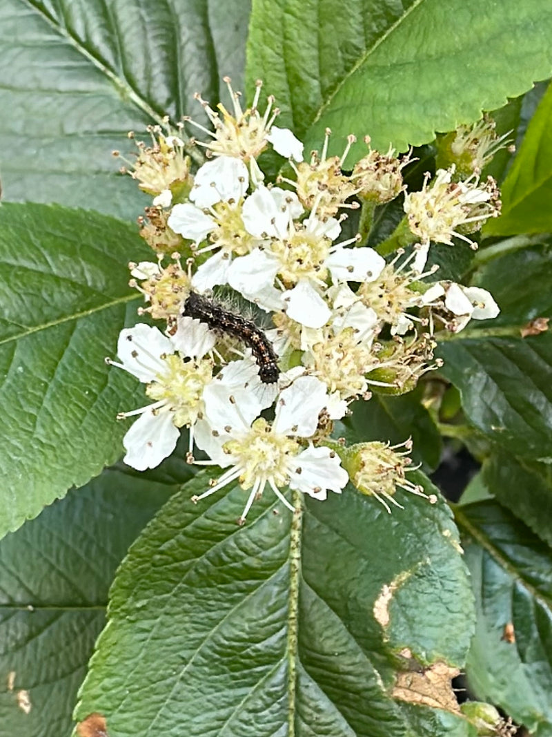 Goldafter — Bild 2