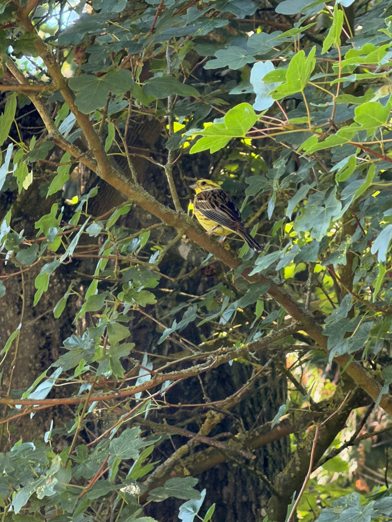 Zigolo giallo — foto 1 di 2