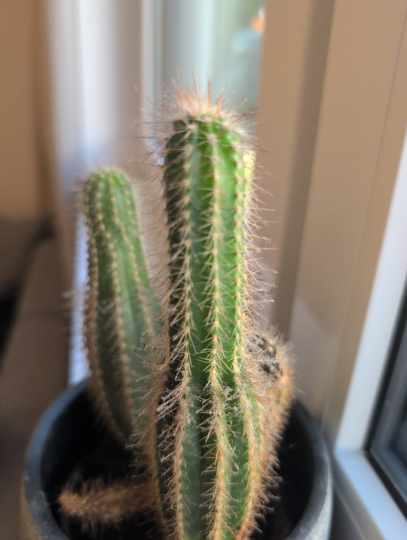 Cactus torcia d'oro — Bild 1