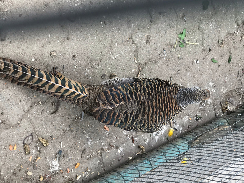 Fagiano dorato — foto 1 di 2