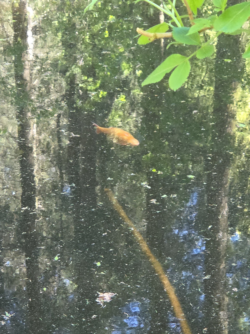 Pesce rosso — Bild 1