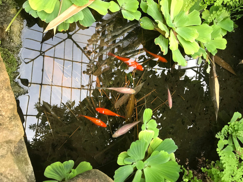 Diversi pesci rossi nuotano in un chiaro laghetto da giardino circondato da piante acquatiche verdi. I pesci mostrano la loro tipica colorazione arancione e ...