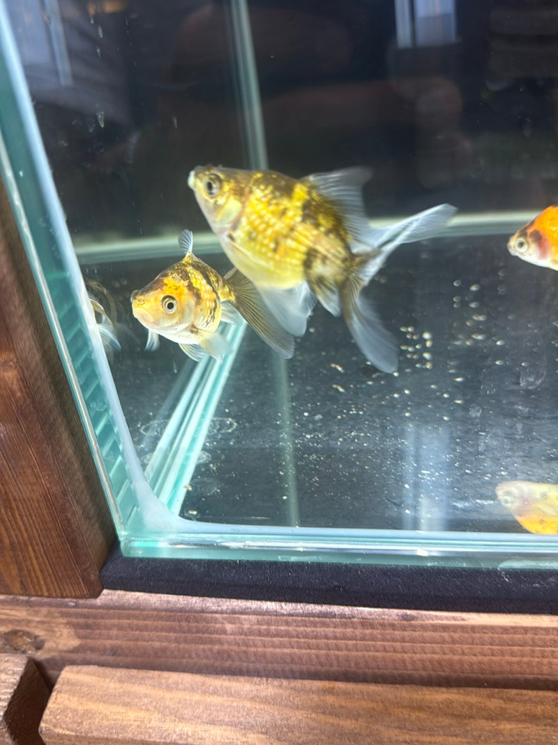 Diversi pesci rossi nuotano all'interno di un acquario di vetro. I pesci mostrano colorazioni oro-nere e bianco-arancioni.
