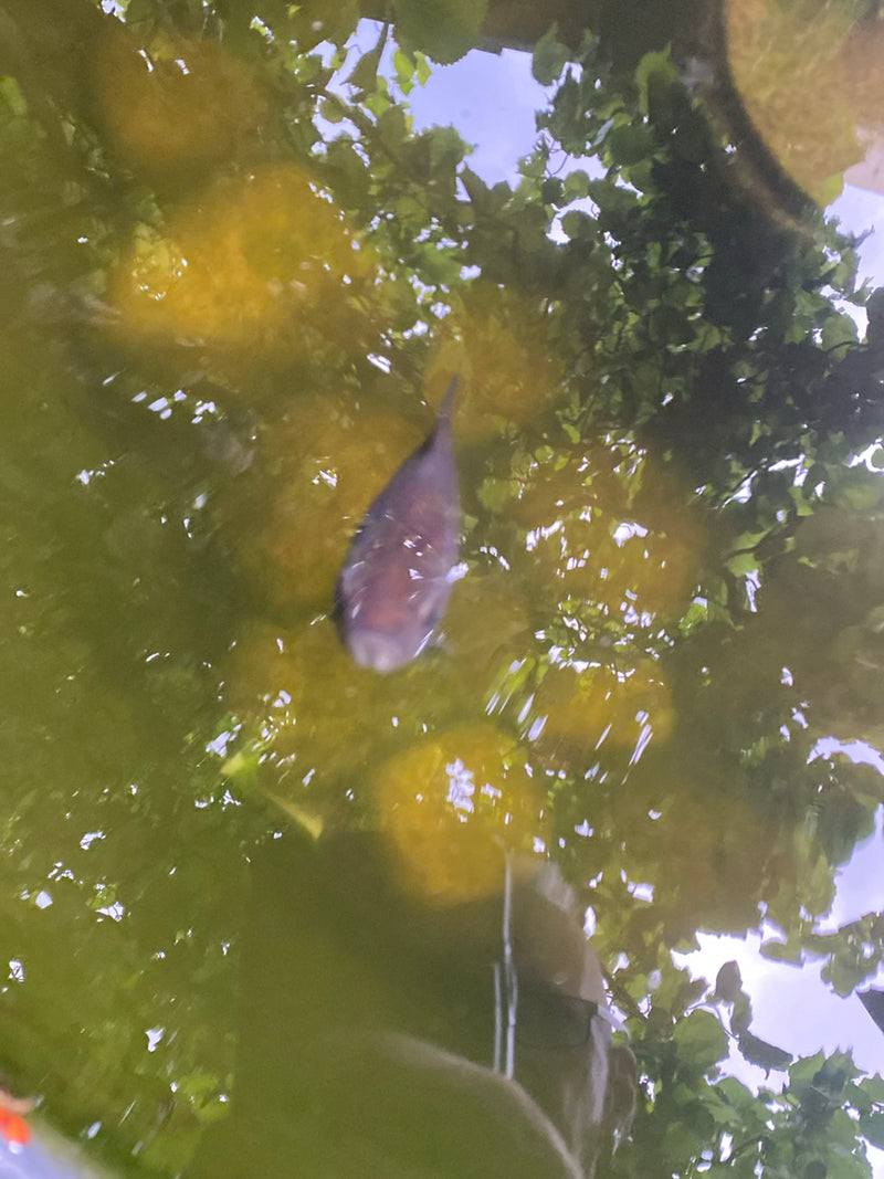 Si vede un pesce rosso dall'alto che nuota in uno stagno da giardino torbido. Alberi e cielo si riflettono sulla superficie dell'acqua.
