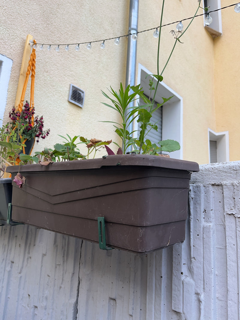 Mosca d'oro — Bild 2