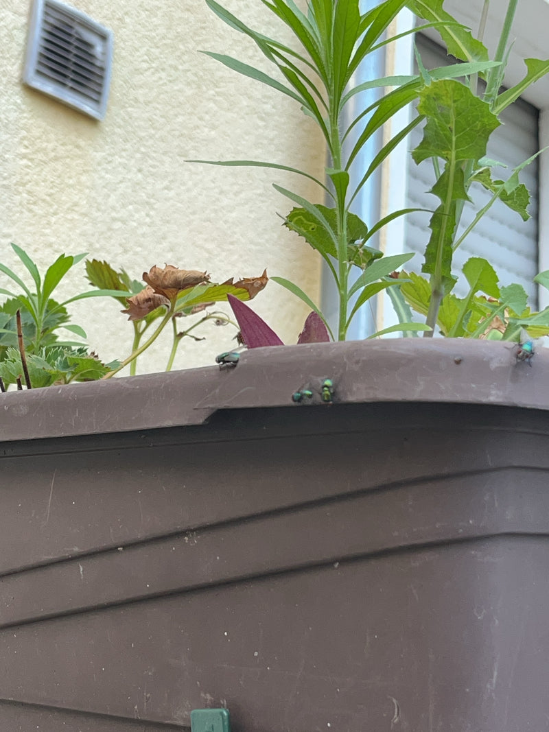 Mosca d'oro — Bild 1