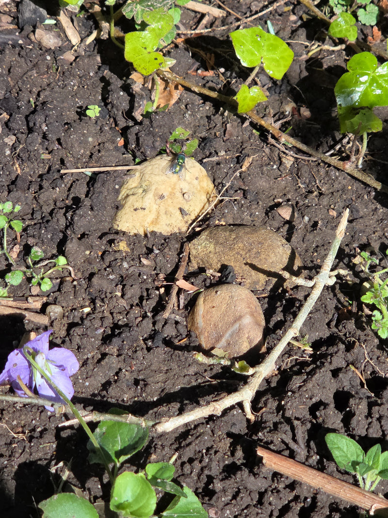 Una mosca verde comune con un corpo verde lucido caratteristico siede su una pietra chiara. Il terreno è costituito da terra scura circondata da piccole pian...