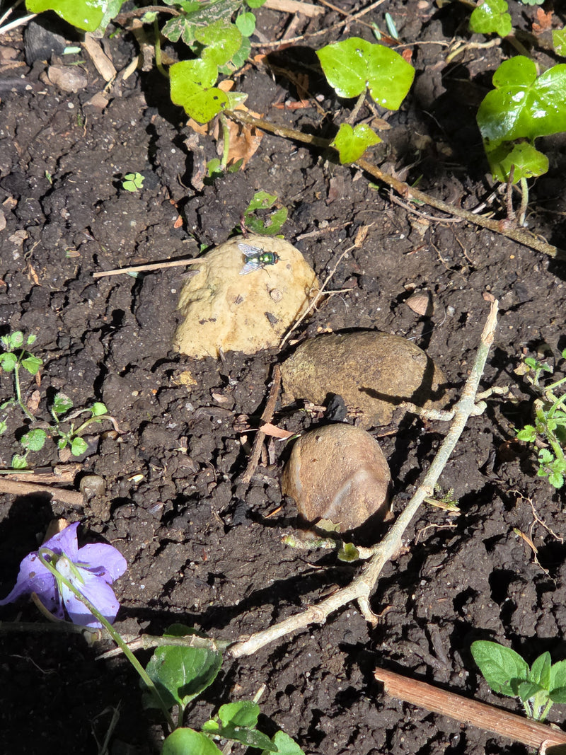 Una mosca verde comune è seduta su una piccola pietra in un terreno da giardino scuro. La pietra è circondata da terra e alcune foglie di piante verdi.