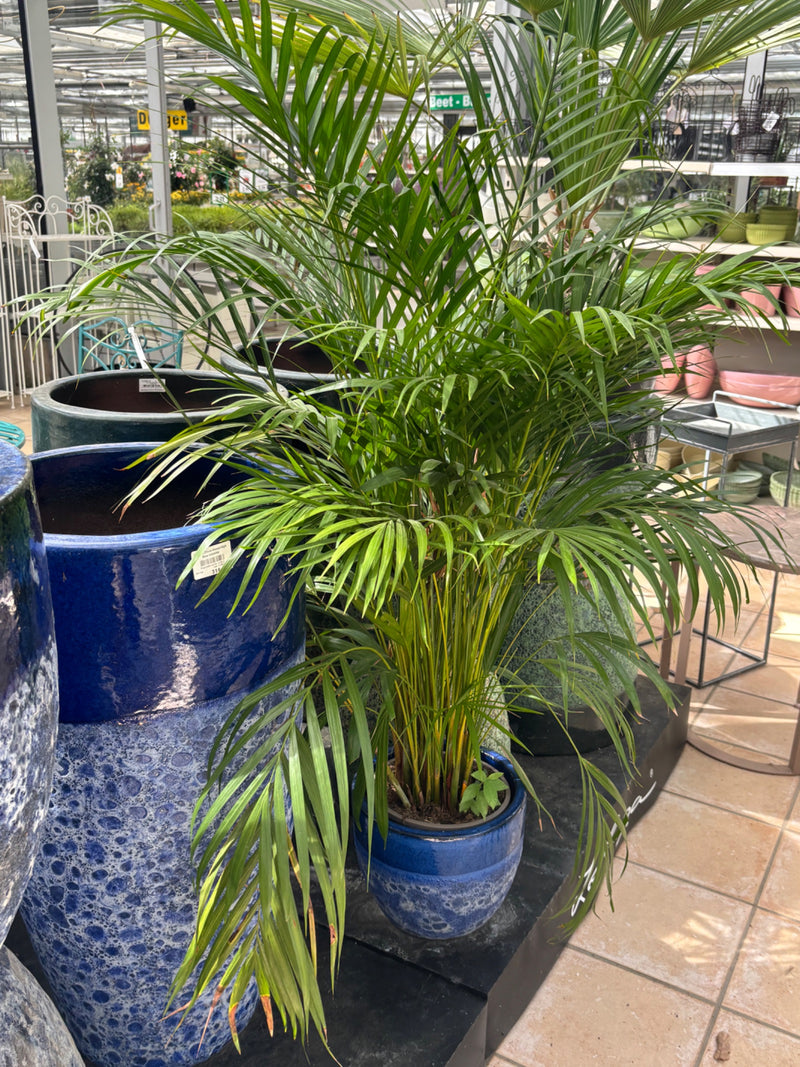 È visibile una sana palma areca in un vaso di ceramica blu. La pianta si trova all'interno, circondata da altri vasi.