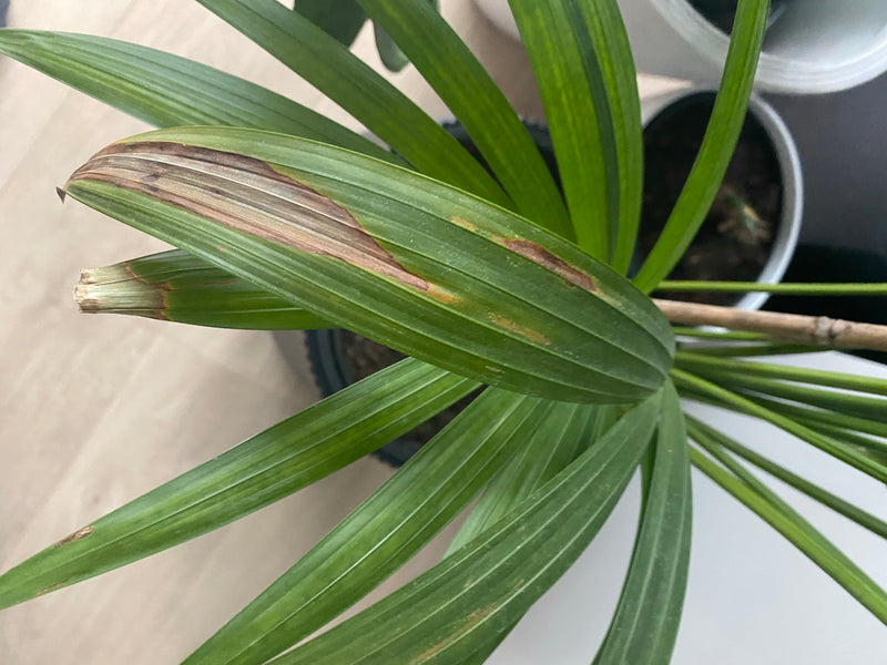 L'immagine mostra le foglie verdi e pennate di una palma areca in un vaso. Alcune foglie presentano decolorazioni marroni.