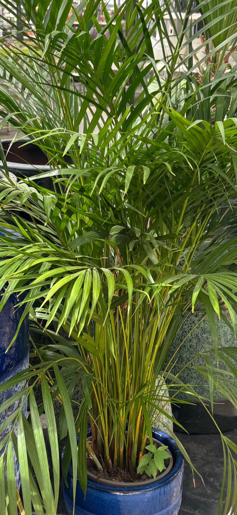 Si vede una sana palma areca in un vaso da fiori blu. Le lunghe foglie verdi pennate e gli steli giallastri sono tipici di questa specie.