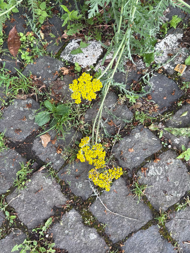 Covone d'oro — Bild 2