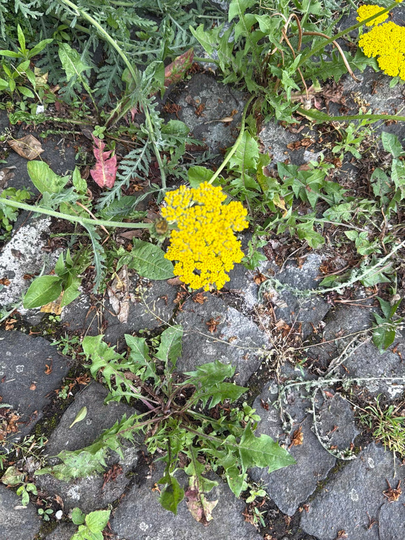 Covone d'oro — Bild 1