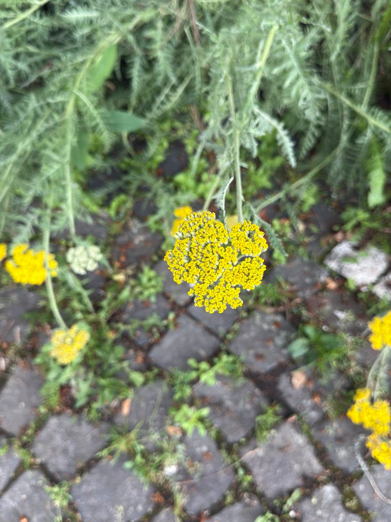 Covone d'oro — Bild 3