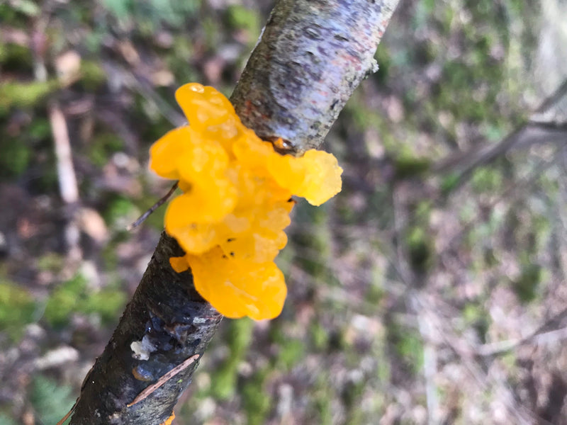 Goldgelber Zitterling — foto 1 di 1