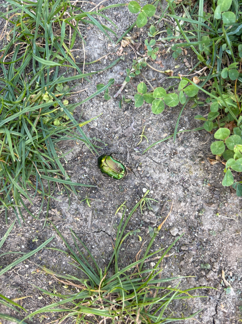Un cetonia dorata dal verde metallico brillante riposa sul terreno nudo tra erba e trifoglio.