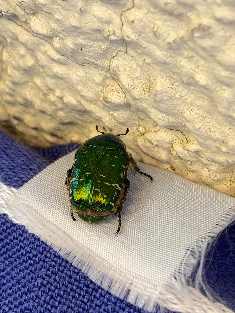 L'immagine mostra un cetonino dorato dal verde metallico lucido seduto su un pezzo di tessuto bianco davanti a un muro strutturato.