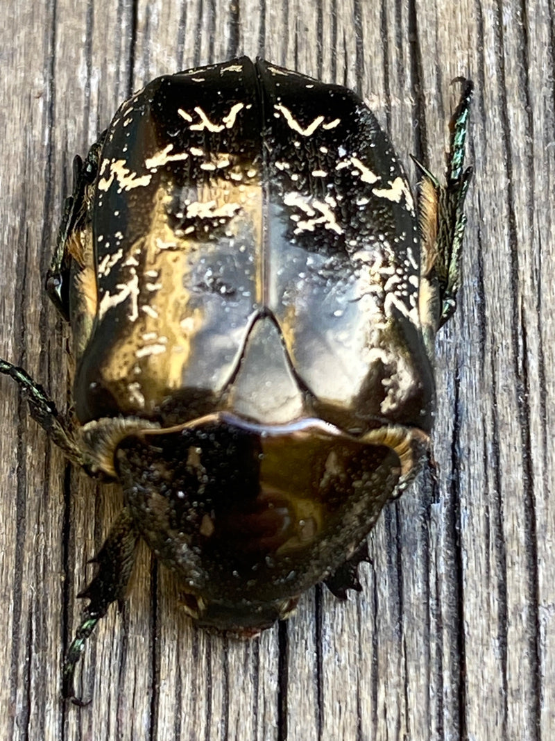 Un cetonia dorata è posato immobile su una superficie di legno.