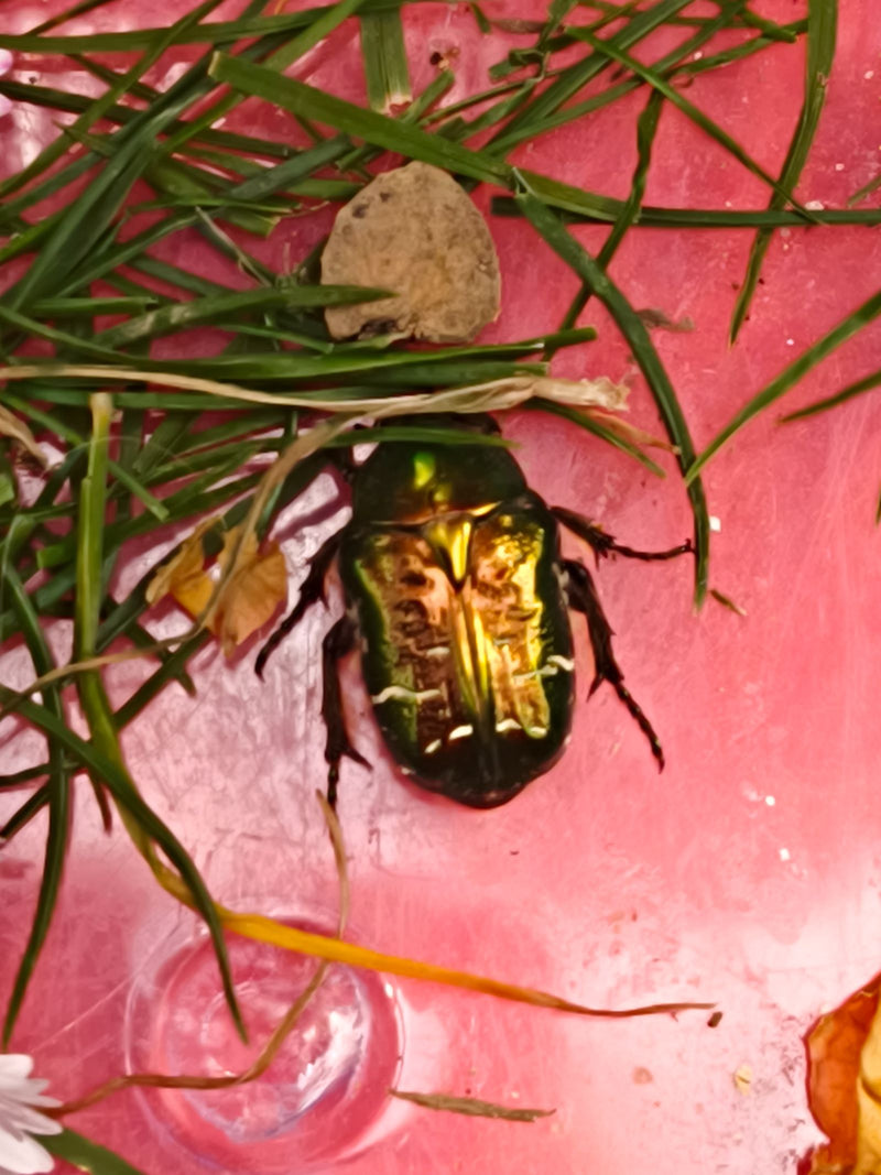 Un cetonino verde metallico siede su una superficie rosa circondato da pochi fili d'erba. L'insetto è chiaramente visibile dall'alto.