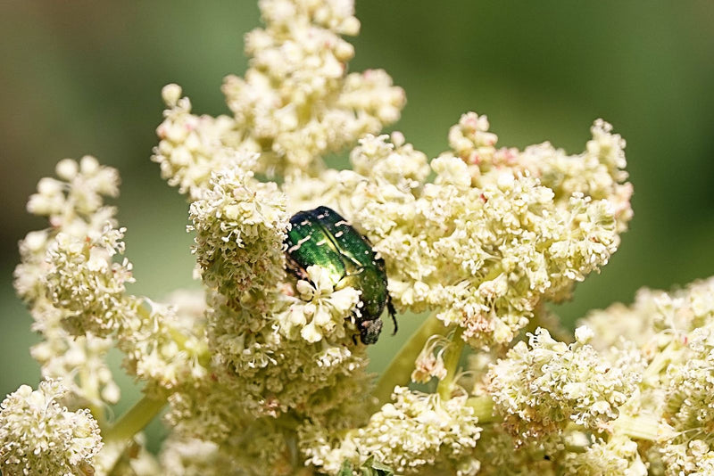 Un cetonino verde metallico è seduto su un fiore chiaro e si nutre delle infiorescenze.
