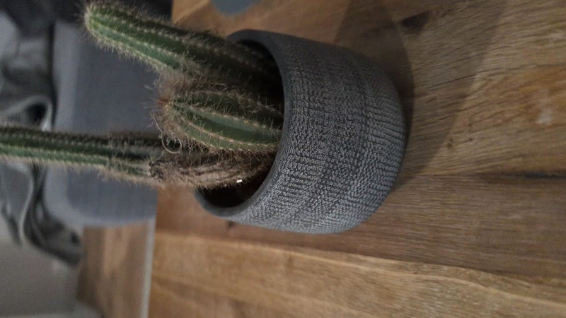 Cactus d'oro — Bild 1