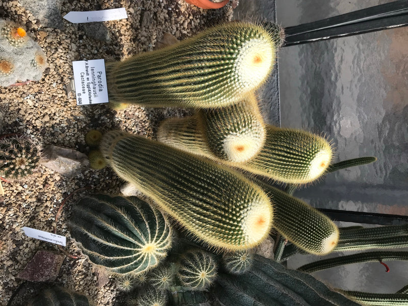 Goldkugelkaktus — foto 1 di 1