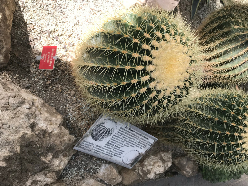 Cactus palla d'oro (forma giovane) — foto 3 di 7