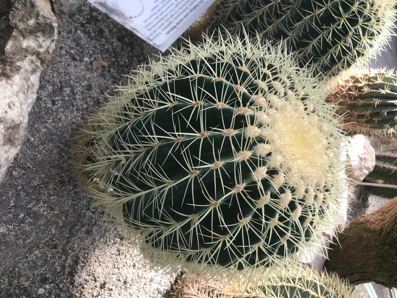 Cactus palla d'oro (forma giovane) — foto 1 di 7