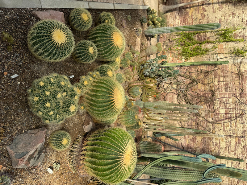 Diversi cuscini della suocera sferici con spine giallastre crescono insieme a cactus colonnari in un'aiuola di ghiaia davanti a un muro di mattoni.