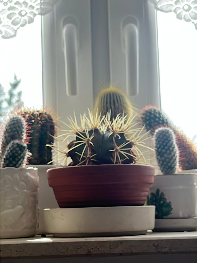 Cactus palla d'oro (forma giovane) — foto 5 di 7