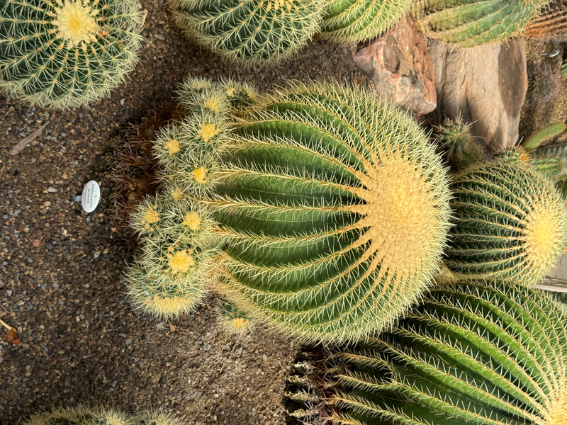 Un grande cuscino di suocera (Echinocactus grusonii) con fitte spine gialle e piccoli polloni visto dall'alto.