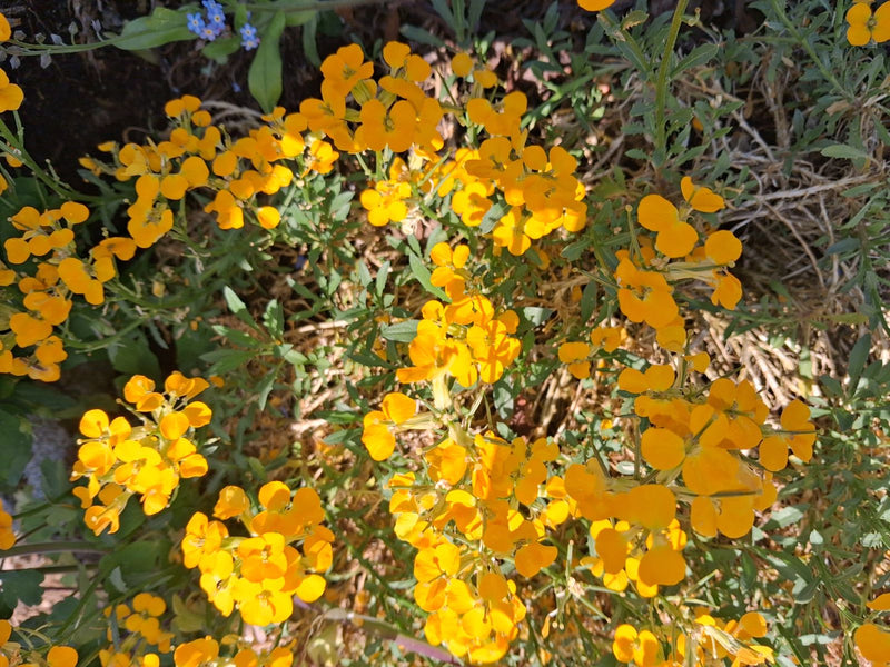Lacca dorata — Bild 4