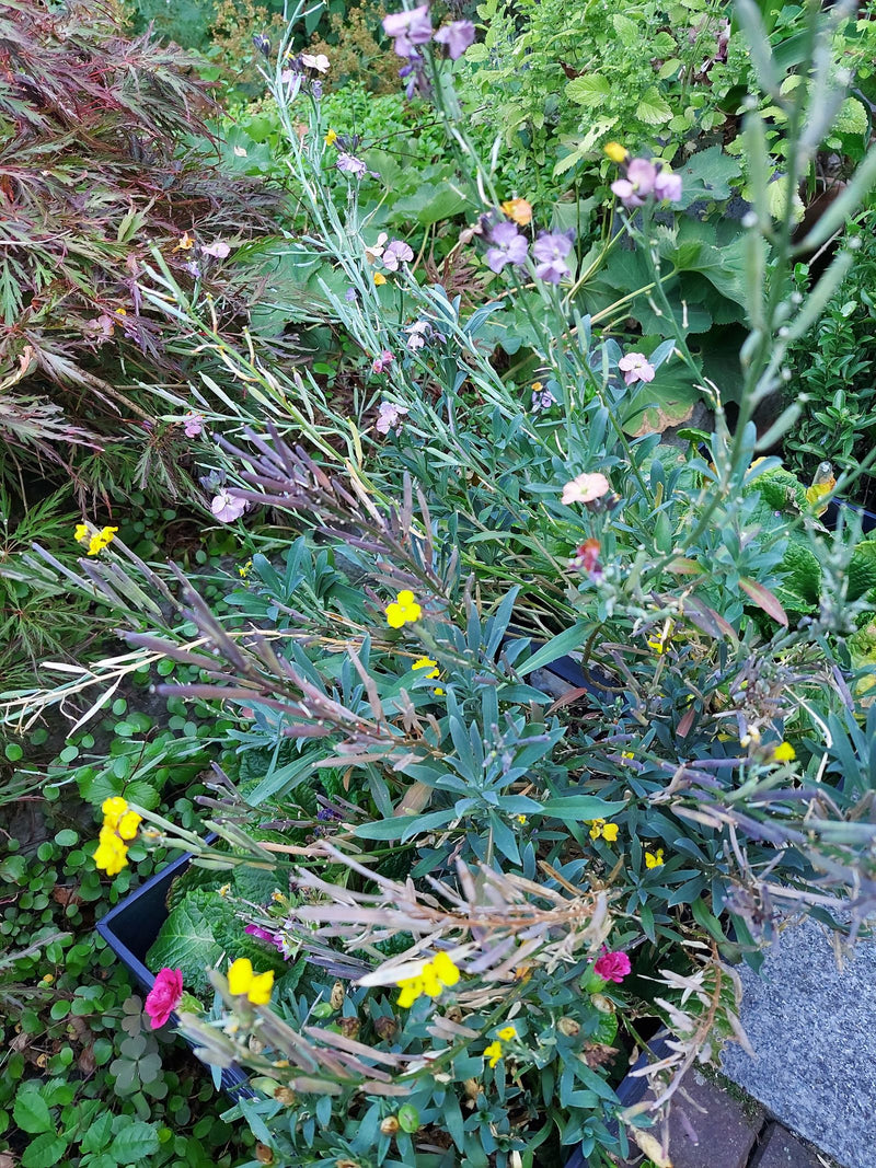 Si vede una pianta di violaciocca in fiore con fiori gialli e viola e silique allungate. Lo scatto mostra la pianta dall'alto in un'aiuola.