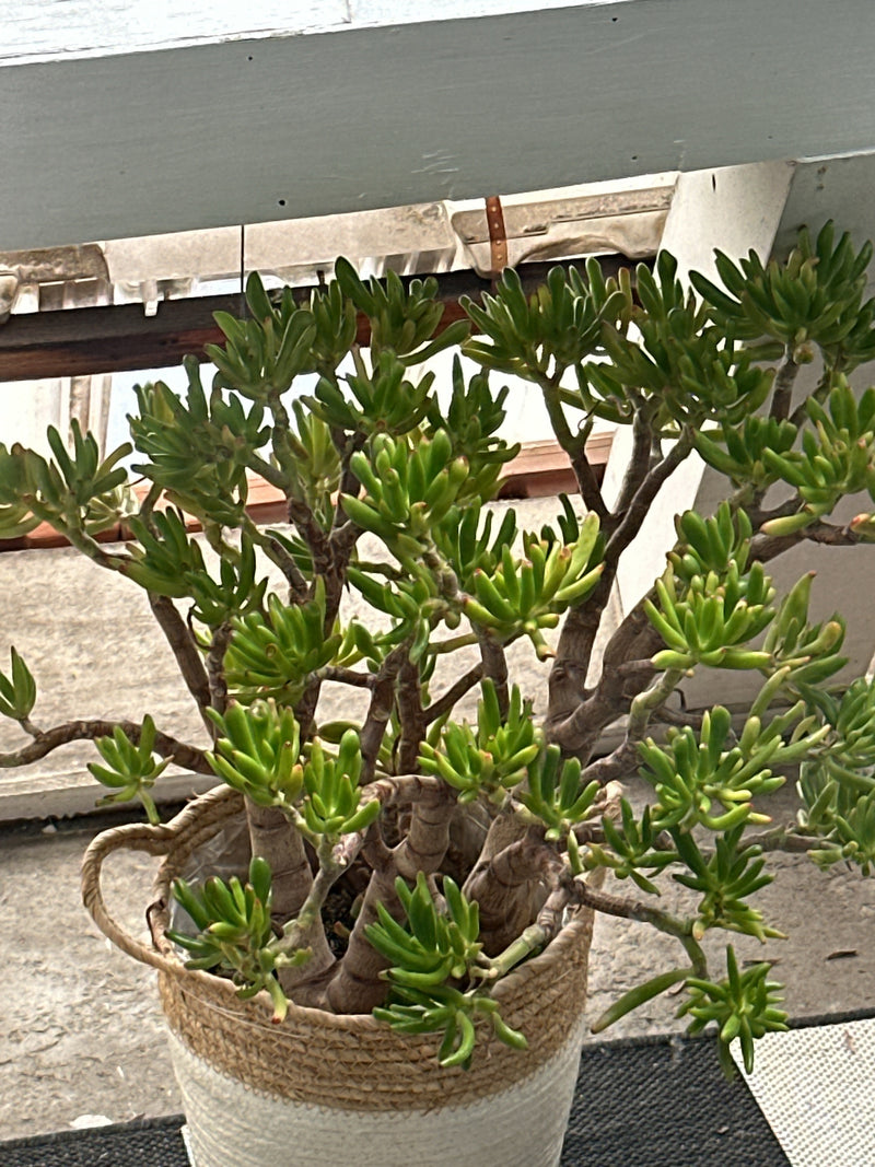 Si vede una pianta di giada in un cesto con numerose foglie carnose e tubolari su rami legnosi. La succulenta si trova su una superficie chiara.